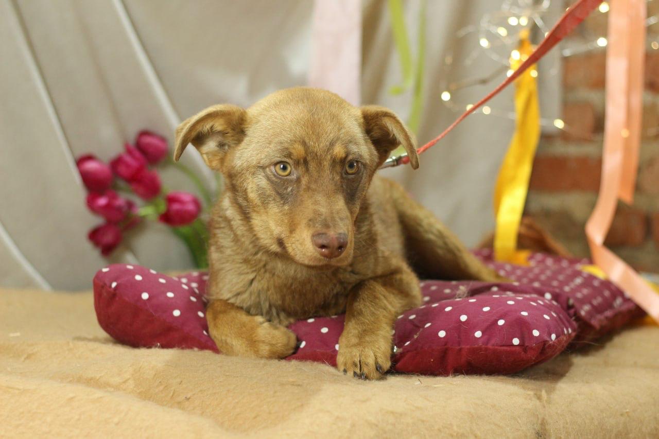 Chiens à adopter